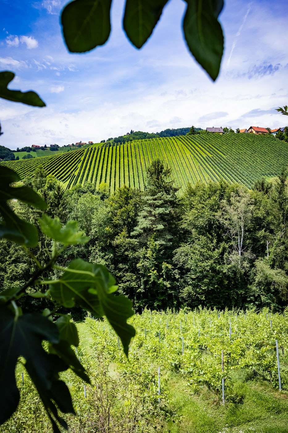 foodtours-styria-186